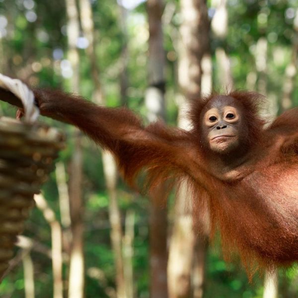 Adopt Topan as a Gift For A Year