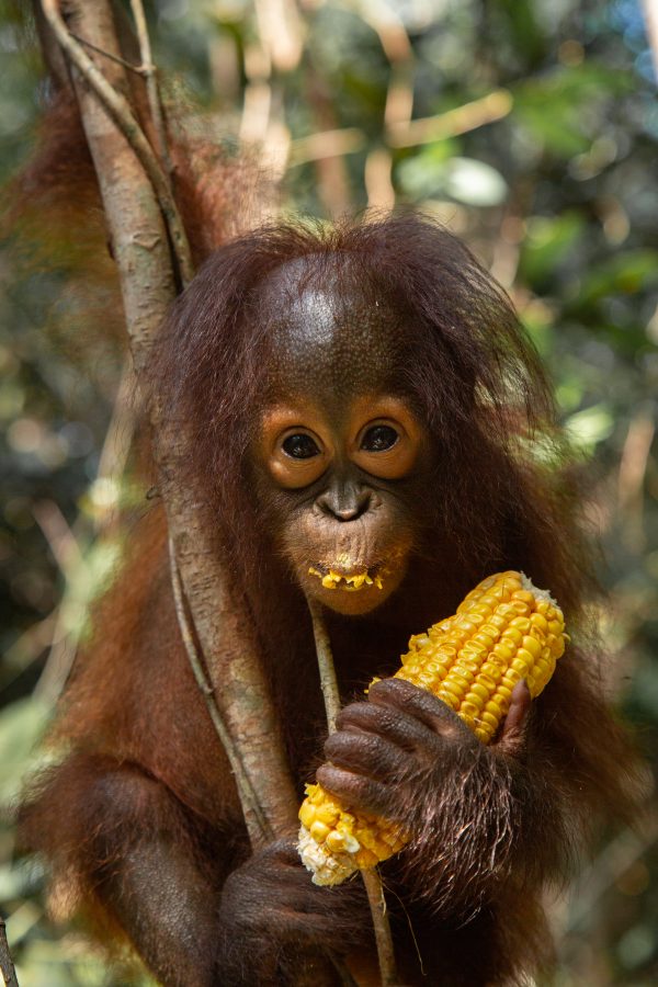 Adopt Topan as a Gift For A Year - Image 2