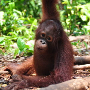 Adopt Bumi as a Gift For A Year
