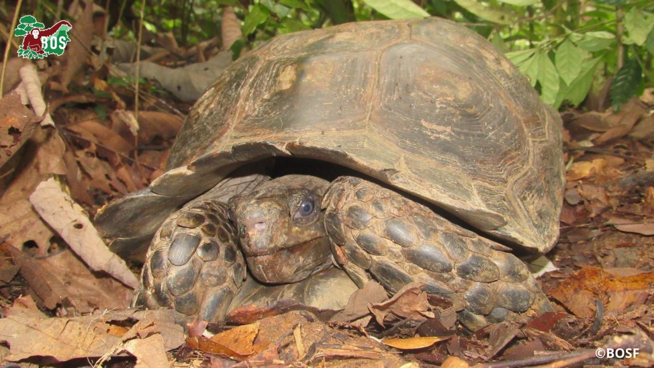 Spotted: Asia's Largest Tortoise