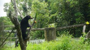 Sun bear using enrichment items