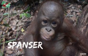 Three new arrivals this is Spanser