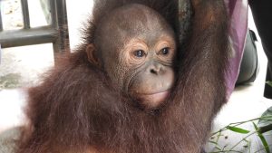Baby orangutan Biamah