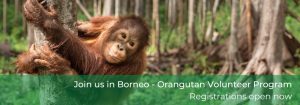 Orangutan hanging in tree