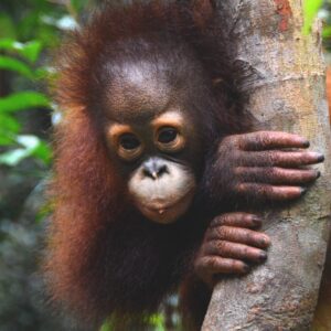 Adopt Jeni as a Gift For A Year