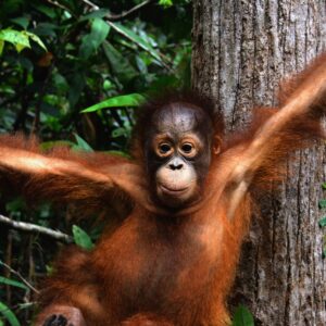 Adopt Monyo as a Gift For A Year