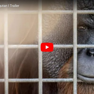 Eyes of the Orangutan Trailer