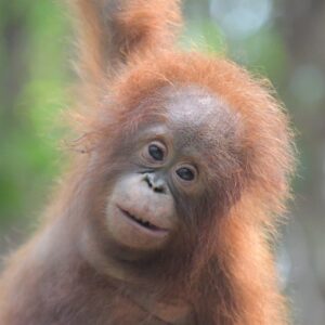 Adopt Iqo as a Gift For A Year