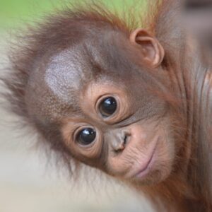 Adopt Onyer as a Gift For A Year