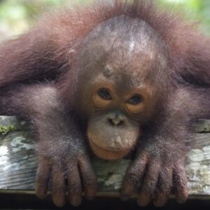 Adopt Baimah as a Gift For A Year