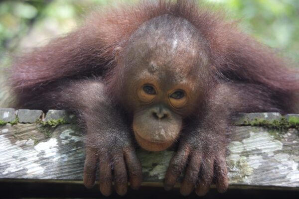 Adopt Baimah as a Gift For A Year
