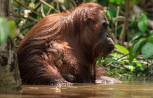 CAN ORANGUTANS SURVIVE IN AQUATIC ENVIRONMENTS?