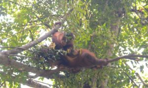 BUILDING COURAGE AT SCHOOL