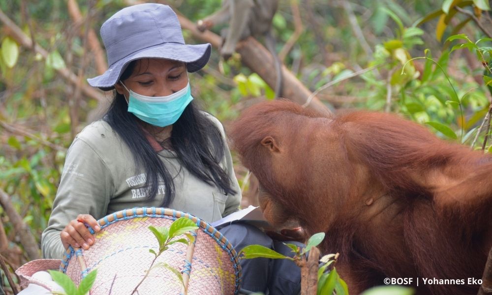 ARE ORANGUTANS EMPATHETIC?