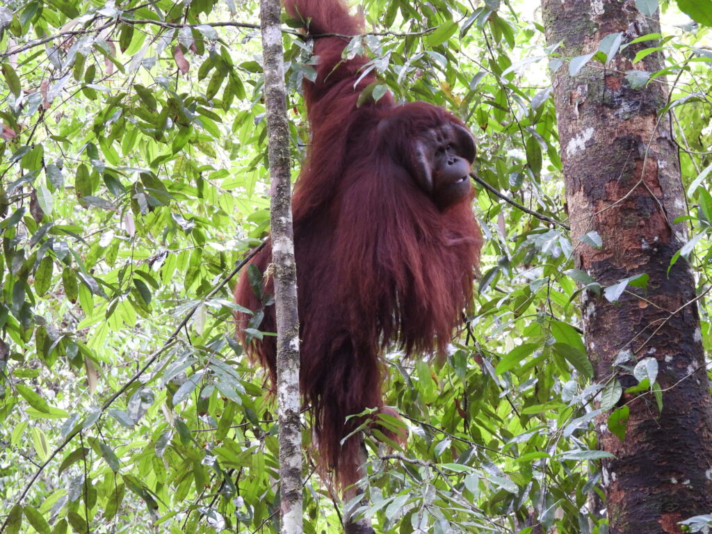 A CALM ADAPTATION TO THE WILD