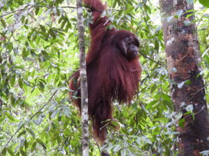 A CALM ADAPTATION TO THE WILD