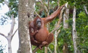 MAMA JOSIE'S JOURNEY