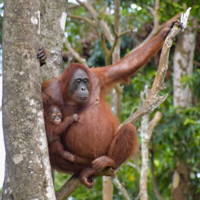 MAMA JOSIE'S JOURNEY