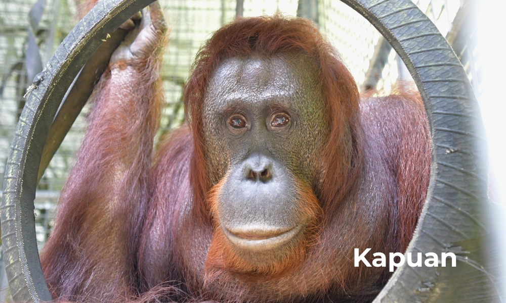 THE 46TH ORANGUTAN RELEASE