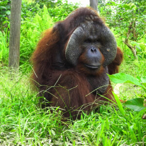 Adopt Kopral & friends as a Gift For A Year