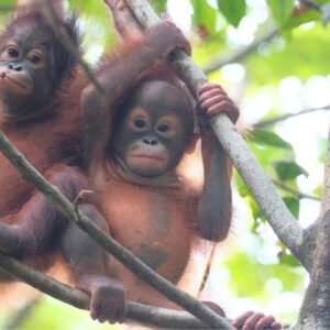 Adopt an Orangutan