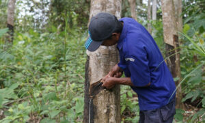 RUBBER TREES AS A LOCAL COMMUNITY HERITAGE