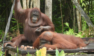 A NEW LIFE FOR VERA AND JUJUN